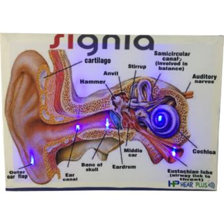 Kulak anatomisi