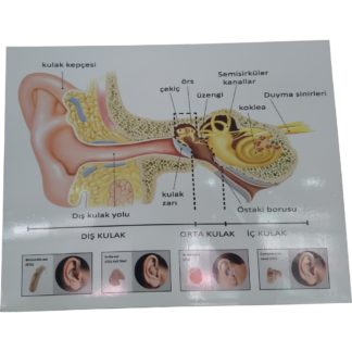 Masaüstü kulak anatomisi